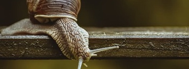 Як доглядати за домашнім равликом